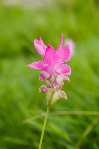 Güzel yumuşak pembe beyaz çiçek (Zingiberaceae ) — Stok fotoğraf