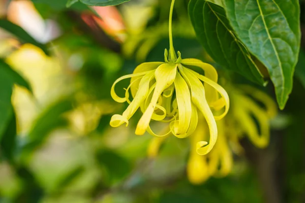 Árvore do perfume ou flor de Ylang-Ylang close-up — Fotografia de Stock