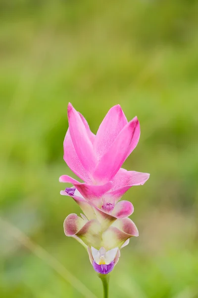 Güzel yumuşak pembe beyaz çiçek (Zingiberaceae ) — Stok fotoğraf