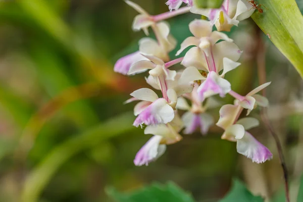 Tajski Orchid w ogrodzie — Zdjęcie stockowe