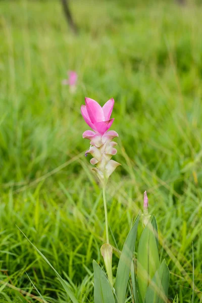 Güzel yumuşak pembe beyaz çiçek (Zingiberaceae ) — Stok fotoğraf