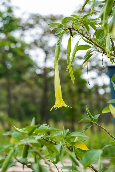 Stor pastell gula trumpet blommor av Datura — Stockfoto