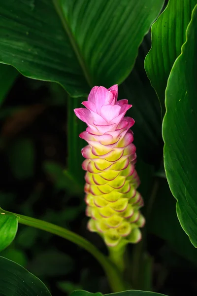 Siam tulip blomma eller Patumma i trädgården — Stockfoto