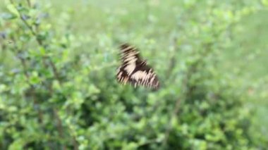 Örümcek ağı üzerinde Kelebek