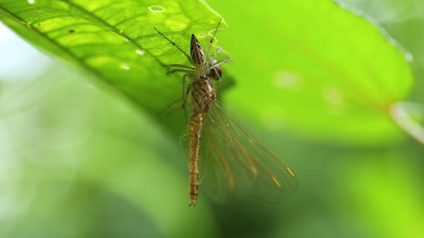 Pavouk jíst dragonfly — Stock video