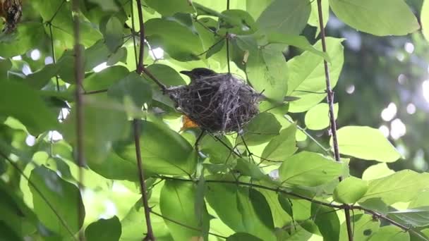 Птичье гнездо на дереве — стоковое видео
