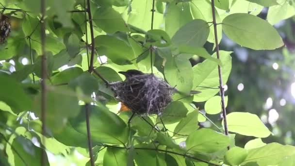 Bird nest on a tree — Stock Video