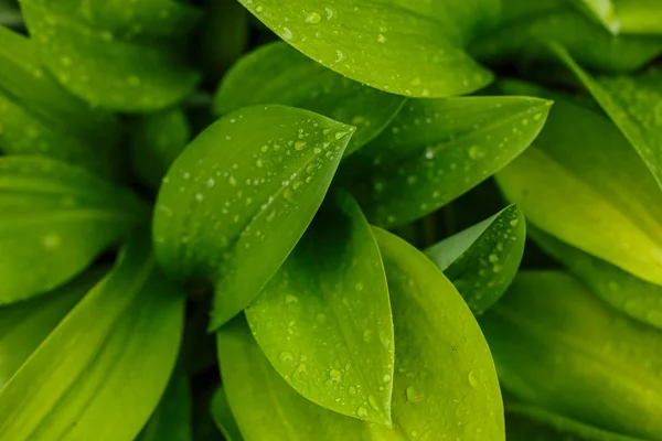 Gotas de agua después de la lluvia sobre hoja verde — Foto de Stock