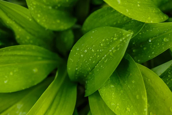 Water druppels na regen op het groene blaadje — Stockfoto