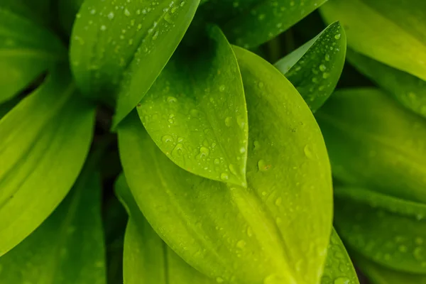 Gotas de agua después de la lluvia sobre hoja verde — Foto de Stock