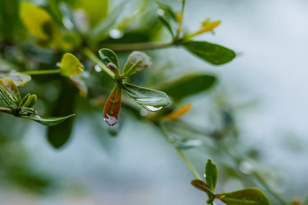 Gocce d'acqua dopo pioggia su foglia verde — Foto Stock