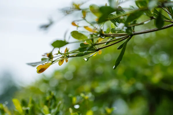 绿叶在雨后的水滴 — 图库照片