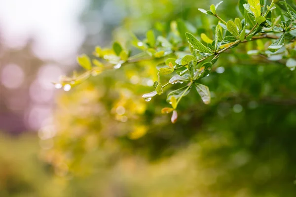Krople wody po deszczu na zielony liść — Zdjęcie stockowe
