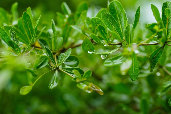 Vatten droppar efter regn på gröna blad — Stockfoto