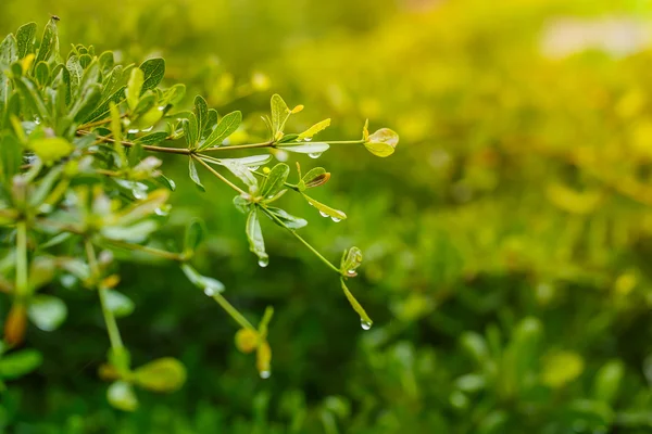 Vatten droppar efter regn på gröna blad — Stockfoto
