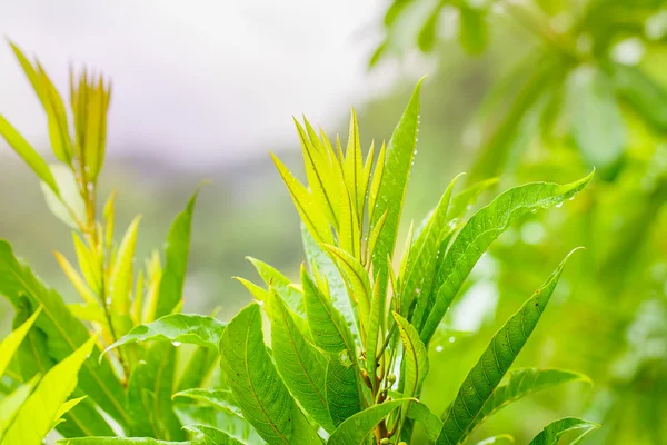 Vatten droppar efter regn — Stockfoto