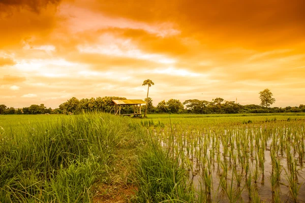 Taze Teras pirinç alan — Stok fotoğraf