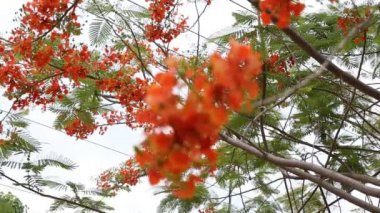 Tavus kuşu Çiçek bahçesinde ağaç üzerinde