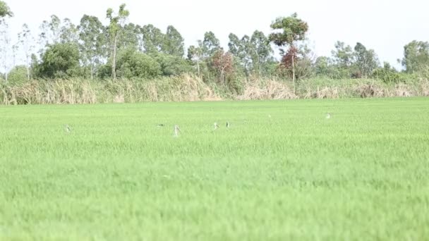Offenschnabelvögel im Reisfeld, Thailand — Stockvideo