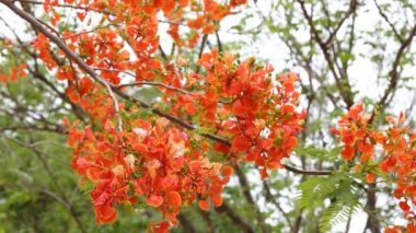 Tavus kuşu Çiçek bahçesinde ağaç üzerinde