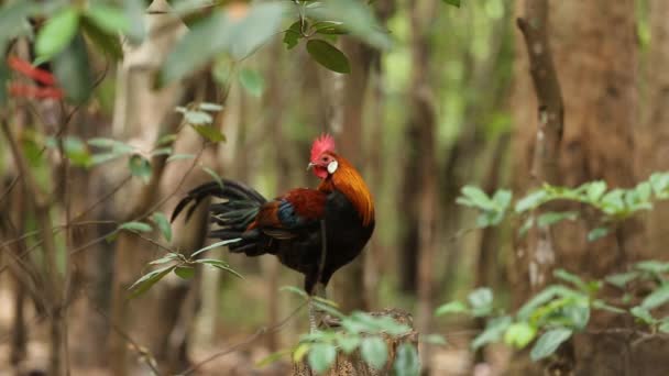 Gallo salvaje en el parque — Vídeos de Stock