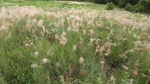 Gras wiegt sich im Wind — Stockvideo