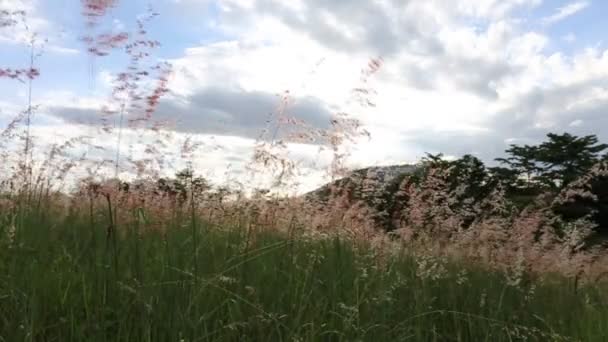 Gras wiegt sich im Wind — Stockvideo