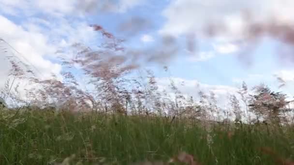 Rüzgarda sallanan çimen — Stok video