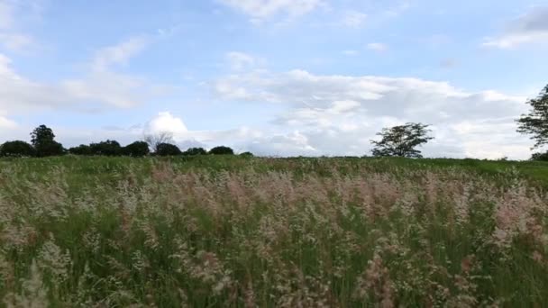 Hierba balanceándose en el viento — Vídeos de Stock