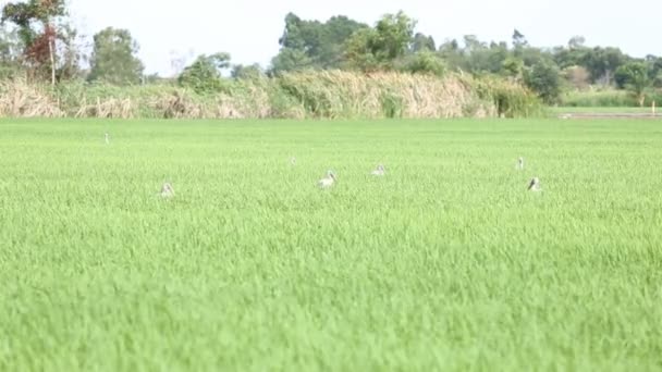 Open-billed birds in rice field, Thailand — Stock Video