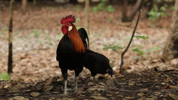 Gallo salvaje en el parque — Vídeos de Stock