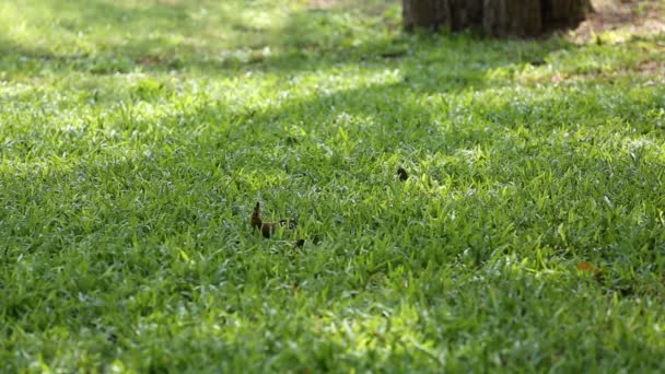 Myna uccello lascia il suo nido . — Video Stock