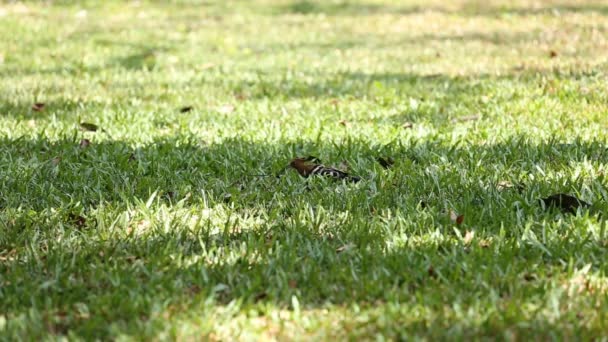 Hoopoe oiseau se nourrissant d'herbe — Video