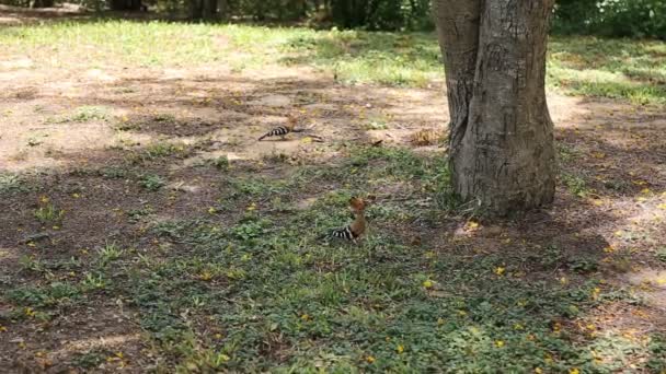 Hoopoe oiseau se nourrissant d'herbe — Video