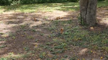 Çim besleme ibibik kuşu