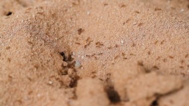 Yerdeki bir delik ile karıncalar