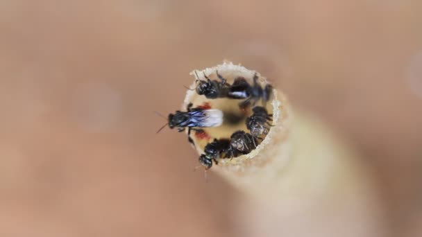 Abeille dans les trous gros plan 