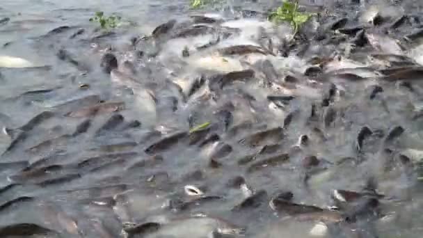 00 : 00 Xo00 : 00 1 Beaucoup de poissons pangasius dans la rivière 