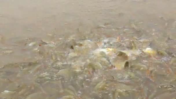 00 : 00 Xo00 : 00 1 Beaucoup de poissons pangasius dans la rivière 