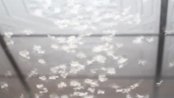 Mariposas volando de nuevo lluvia ligera . — Vídeos de Stock