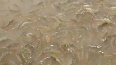Nehir çok pangasius balık