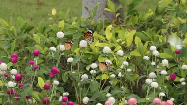 Fluture pe o floare în grădină — Videoclip de stoc