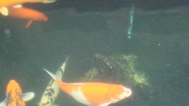 池中的乌贼鱼 — 图库视频影像