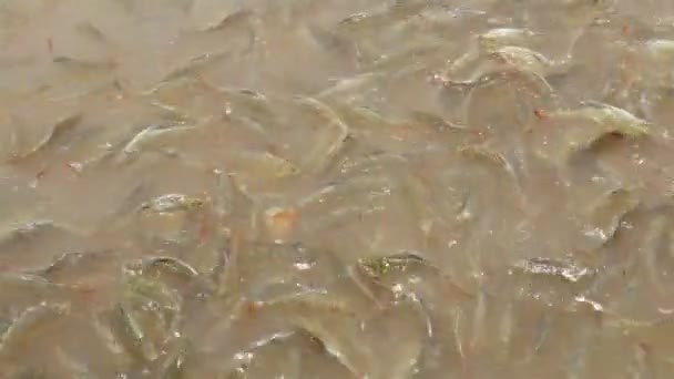 Muchos peces pangasius en el río — Vídeo de stock