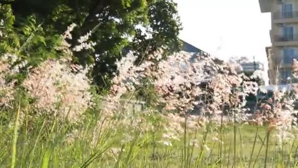 Flores de grama no jardim — Vídeo de Stock
