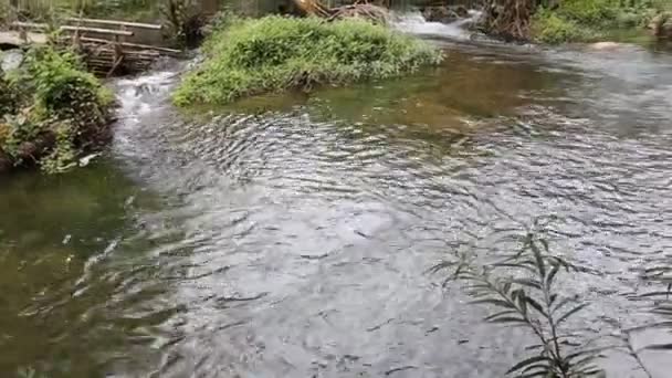 Forest stream uitgevoerd in Thailand — Stockvideo