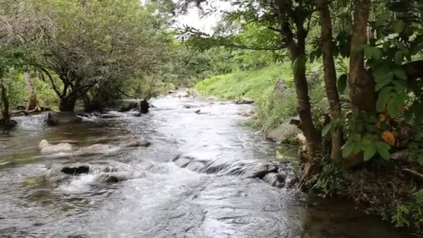 Forest stream running at Thailand — Stock Video