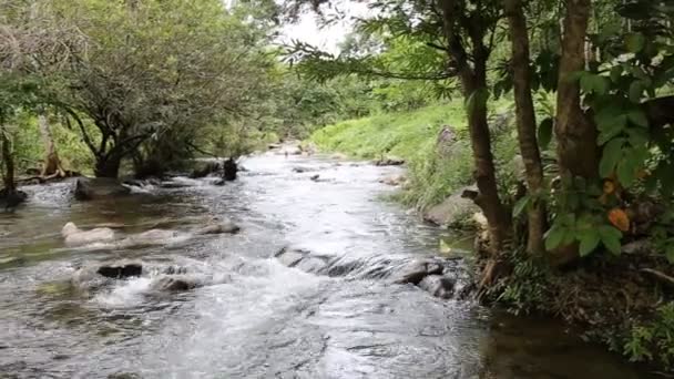 Forest stream uitgevoerd in Thailand — Stockvideo