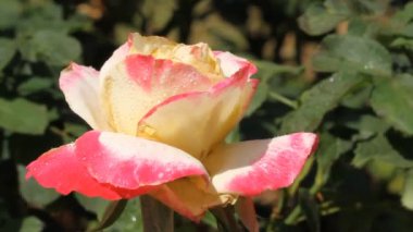 Bahçedeki pembe gül