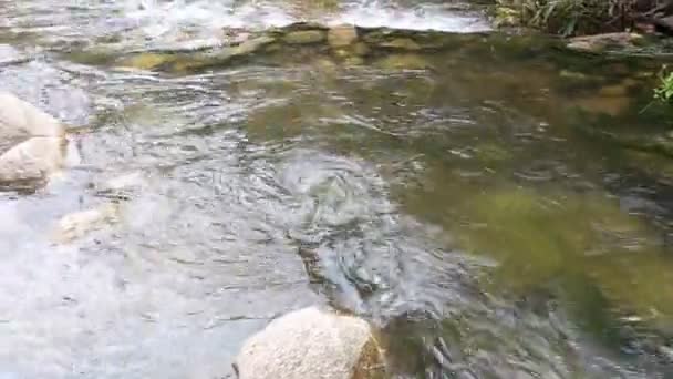 Forest stream running at Thailand — Stock Video